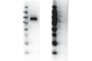 Western Blot of Rabbit anti-RON antibody. (MST1R antibody  (Internal Region, Tyr1360))