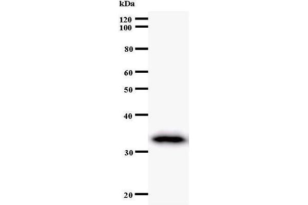 TAF6 antibody