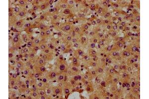 IHC image of ABIN7171048 diluted at 1:400 and staining in paraffin-embedded human liver tissue performed on a Leica BondTM system. (SNED1 antibody  (AA 1200-1341))