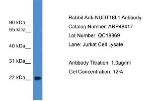 WB Suggested Anti-NUDT16L1  Antibody Titration: 0. (NUDT16L1 antibody  (Middle Region))