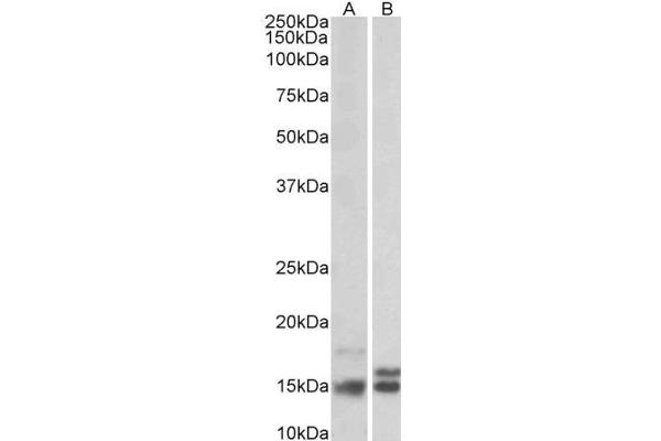 Neurogranin antibody  (Internal Region)