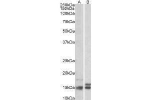 Antibody (2µg/ml) staining of Human Cerebellum (A) and Rat Brain (B) lysates (35µg protein in RIPA buffer). (Neurogranin antibody  (Internal Region))