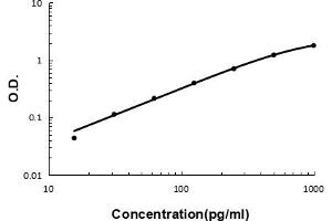Sandwich ELISA - Recombinant mouse IL10 protein standard curve. (IL-10 antibody  (AA 19-178))