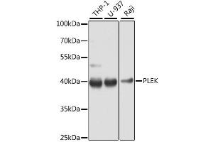 Western blot analysis of extracts of various cell lines, using PLEK antibody (ABIN6290796) at 1:1000 dilution.