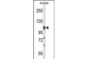 Western blot analysis of GLDC Antibody (N-term) (ABIN653448 and ABIN2842886) in mouse liver tissue lysates (35 μg/lane).