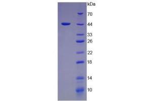 SDS-PAGE analysis of Pig Interferon alpha Protein.