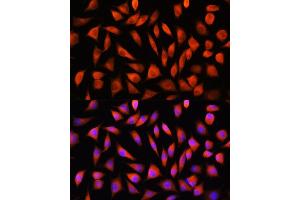 Immunofluorescence analysis of L929 cells using RHOG Rabbit pAb (ABIN7269864) at dilution of 1:100. (RHOG antibody)
