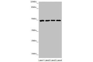 Western Blotting (WB) image for anti-Cytochrome P450, Family 3, Subfamily A, Polypeptide 4 (CYP3A4) (AA 244-503) antibody (ABIN7149264)