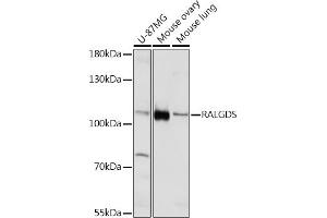 Western blot analysis of extracts of various cell lines, using RALGDS Rabbit pAb (ABIN7269838) at 1:1000 dilution. (RALGDS antibody)