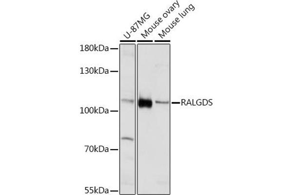 RALGDS antibody