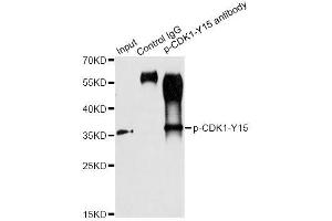 Immunoprecipitation analysis of 200 μg extracts of HT-29 cells treated by starvation using 2. (CDK1 antibody  (pTyr15))