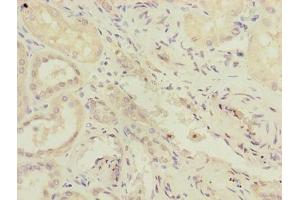 Immunohistochemistry of paraffin-embedded human kidney tissue using ABIN7167348 at dilution of 1:100 (RAB4B antibody  (AA 2-213))