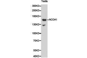 Western Blotting (WB) image for anti-Nuclear Receptor Coactivator 1 (NCOA1) antibody (ABIN1873843) (NCOA1 antibody)