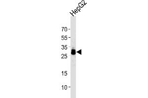 HepG2 Cell lysates, probed with PPT1 (1117CT11. (PPT1 antibody)