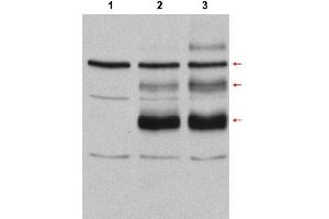 Image no. 1 for anti-V-Myb Myeloblastosis Viral Oncogene Homolog (Avian) (MYB) (Internal Region) antibody (ABIN401456) (MYB antibody  (Internal Region))