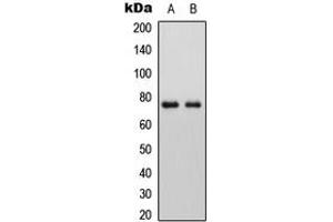 Western blot analysis of ALP expression in HEK293T (A), Raw264. (PLAP antibody  (N-Term))