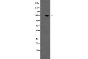 Western blot analysis of TYRO3 expression in NIH3T3 whole cell lysate ;,The lane on the left is treated with the antigen-specific peptide.
