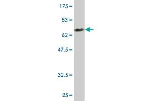 Western Blot detection against Immunogen (75. (FICD antibody  (AA 1-449))