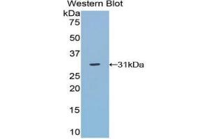 Western Blotting (WB) image for anti-TNFRSF1A-Associated Via Death Domain (TRADD) (AA 21-259) antibody (ABIN1860857) (TRADD antibody  (AA 21-259))