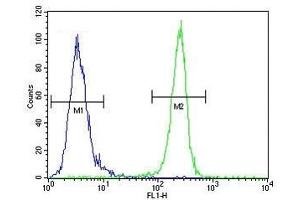 VEGFR2 antibody flow cytometric analysis of MDA-MB435 cells (right histogram) compared to a negative control (left histogram).