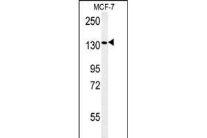 PEX1 Antibody (Center) (ABIN654140 and ABIN2844009) western blot analysis in MCF-7 cell line lysates (35 μg/lane).