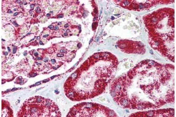 HMOX2 antibody  (N-Term)