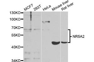 Western blot analysis of extracts of various cell lines, using NR5A2 antibody (ABIN5973388) at 1/1000 dilution. (NR5A2 + LRH1 antibody)