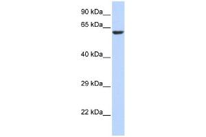 KCNV1 antibody used at 1 ug/ml to detect target protein. (KCNV1 antibody  (N-Term))