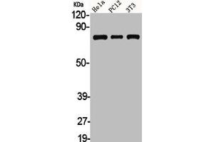 Western Blot analysis of HELA PC12 NIH-3T3 cells using Adducin α/β Polyclonal Antibody (alpha Adducin antibody)