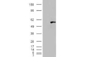 Image no. 2 for anti-WAS/WASL Interacting Protein Family, Member 1 (WIPF1) (C-Term) antibody (ABIN375118) (WIPF1 antibody  (C-Term))
