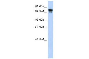 KIF22 antibody used at 1 ug/ml to detect target protein.