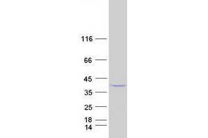 Validation with Western Blot