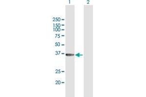 Western Blot analysis of GIMAP6 expression in transfected 293T cell line by GIMAP6 MaxPab polyclonal antibody.