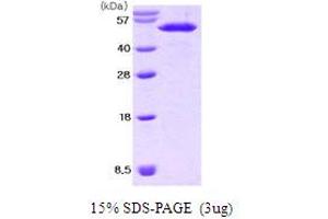 SDS-PAGE (SDS) image for Nucleobindin 2 (NUCB2) (AA 25-420) protein (His tag) (ABIN667063)