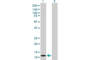 Western Blot analysis of CALML3 expression in transfected 293T cell line by CALML3 MaxPab polyclonal antibody.