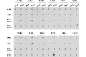 Dot Blot (DB) image for anti-Histone H3 (H3) (H3K79me3) antibody (ABIN3023275) (Histone 3 antibody  (H3K79me3))