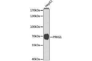 Western blot analysis of extracts of HepG2 cells, using PRKG1 antibody (ABIN3016255, ABIN3016256, ABIN3016257 and ABIN6219669) at 1:1000 dilution. (PRKG1 antibody  (AA 1-300))