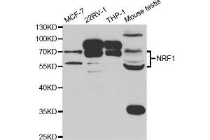 Western Blotting (WB) image for anti-Nuclear Respiratory Factor 1 (NRF1) antibody (ABIN1876727) (NRF1 antibody)