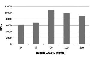Human T cells were allowed to migrate to human CXCL12 at (0, 5, 20, 100 and 500 ng/mL). (CXCL12 Protein)