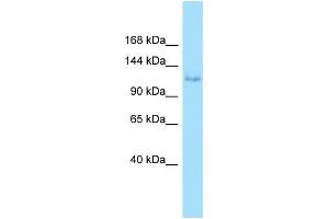 WB Suggested Anti-EPHA6 Antibody Titration: 1. (EPH Receptor A6 antibody  (N-Term))