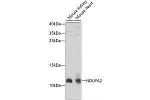 Western blot analysis of extracts of various cell lines using NDUFA2 Polyclonal Antibody at dilution of 1:1000. (NDUFA2 antibody)