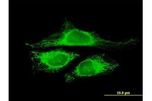 Immunofluorescence of purified MaxPab antibody to CRYZL1 on HeLa cell. (CRYZL1 antibody  (AA 1-113))