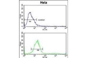 TECPR1 Antibody (C-term) (ABIN391585 and ABIN2841517) flow cytometric analysis of Hela cells (bottom histogram) compared to a negative control cell (top histogram). (TECPR1 antibody  (C-Term))