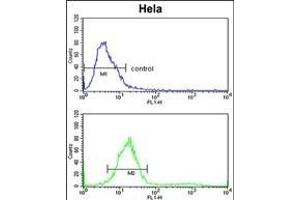 TECPR1 Antibody (C-term) (ABIN391585 and ABIN2841517) flow cytometric analysis of Hela cells (bottom histogram) compared to a negative control cell (top histogram).