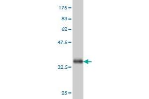 Western Blotting (WB) image for anti-ADP-Dependent Glucokinase (ADPGK) (AA 425-496) antibody (ABIN566495)