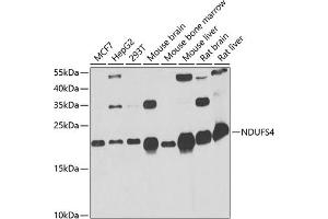 Western blot analysis of extracts of various cell lines, using NDUFS4 antibody (ABIN6132404, ABIN6144488, ABIN6144490 and ABIN6217547) at 1:1000 dilution. (NDUFS4 antibody  (AA 1-175))
