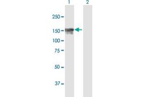 Western Blot analysis of NFKBIL2 expression in transfected 293T cell line by NFKBIL2 MaxPab polyclonal antibody. (NFKBIL2 antibody  (AA 1-1219))