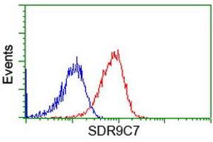 Image no. 1 for anti-Short Chain Dehydrogenase/reductase Family 9C, Member 7 (SDR9C7) antibody (ABIN1500845)