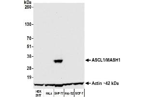 Western Blotting (WB) image for anti-Achaete-Scute Complex Homolog 1 (Drosophila) (ASCL1) (AA 186-236) antibody (ABIN7455113)