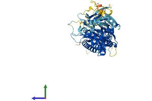 AlphaFold protein structure predicition of Human Recombinant PADI6 Protein, UniprotID Q6TGC4